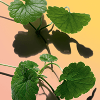 Centella asiatica