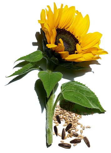 Sunflower and its seeds